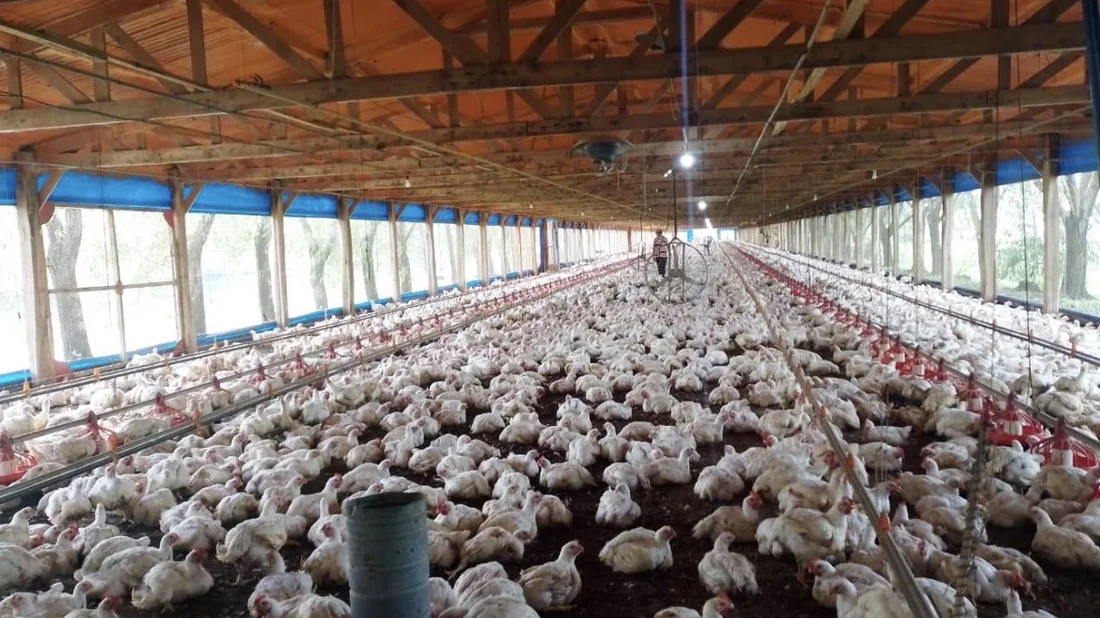Galpón avícola ventilado con ventiladores axiales colgados del techo